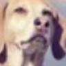 Pet House - Pet Care Service Free Joomla 5 and Joomla 4 Template Joomla Template